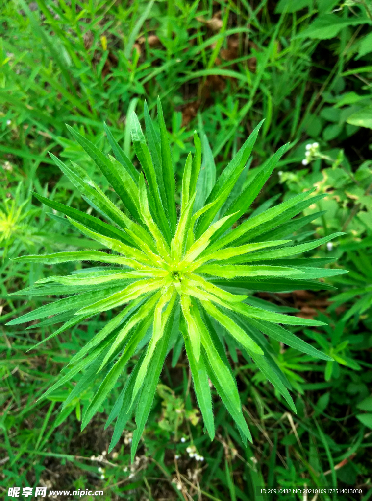 野花野草