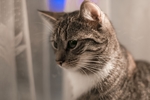 家猫