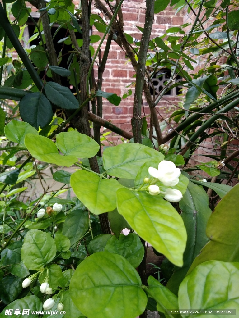 花丛下的一枝茉莉花