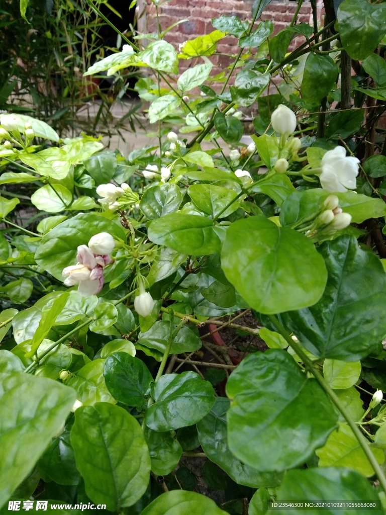 娇艳的茉莉花