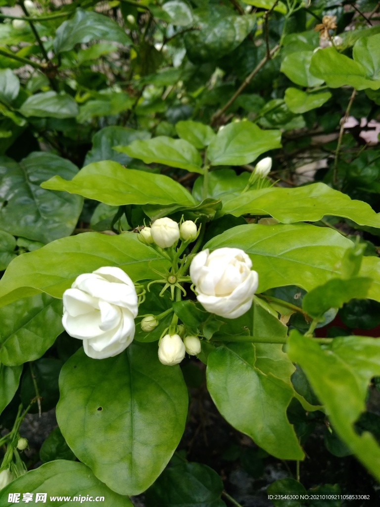 两朵绽放的茉莉花