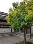 果树