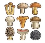 食用菌矢量插画