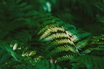 青翠的蕨菜