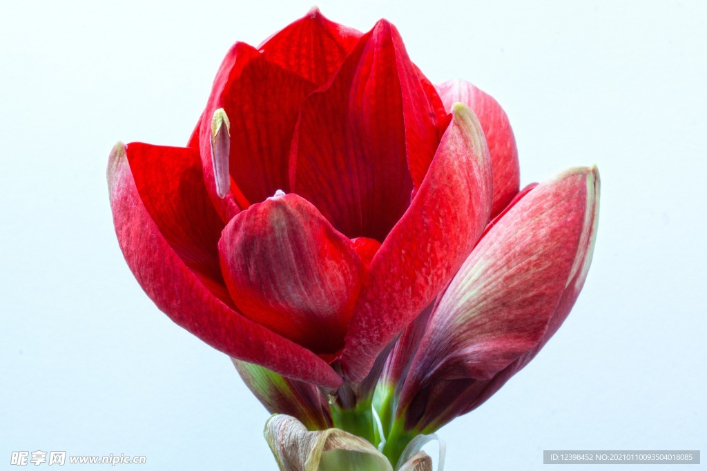 红色君子兰鲜花