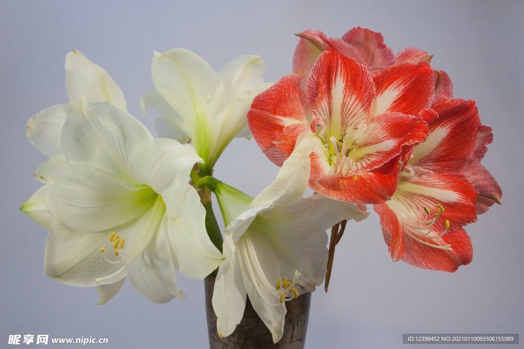 红色君子兰鲜花