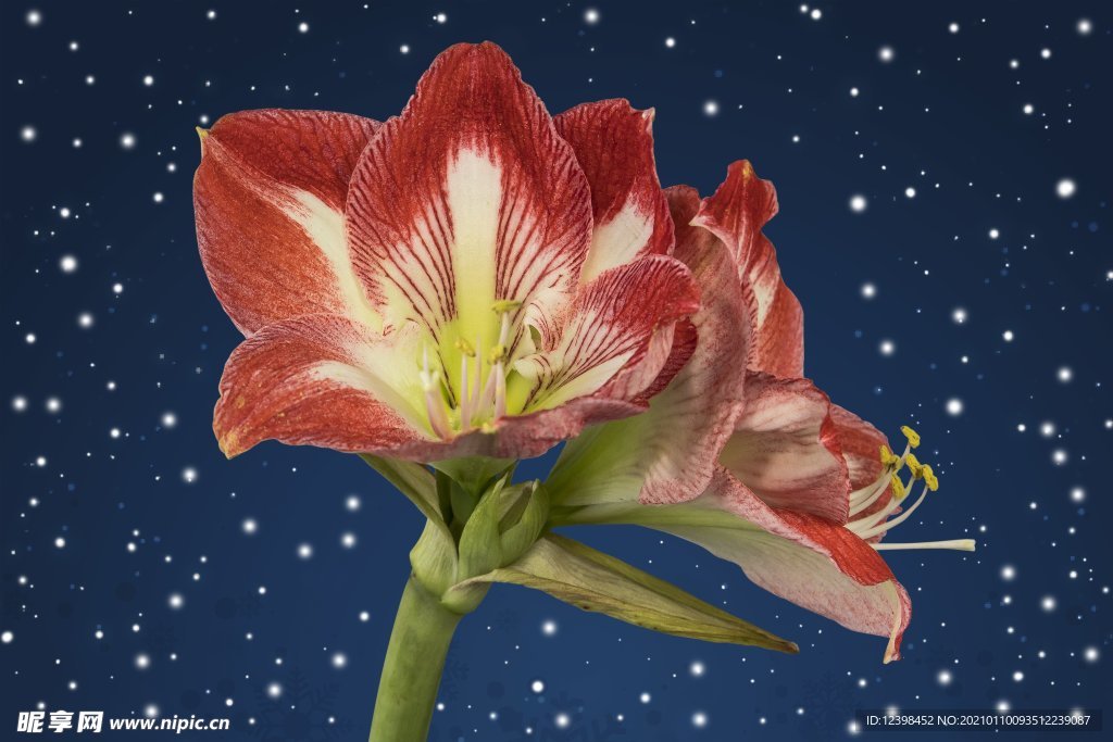 红色的君子兰鲜花