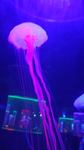 水母海洋生物