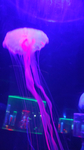 水母海洋生物