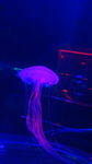 水母海洋生物