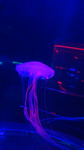 水母