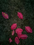 桃花花瓣