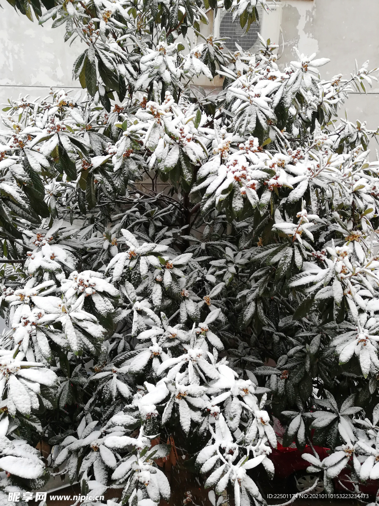 雪景