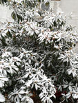 积雪枇杷树