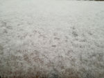 白雪