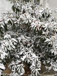 下雪天枇杷树积雪