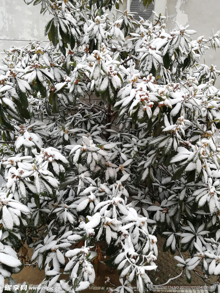 下雪天枇杷树积雪