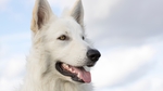 牧羊犬