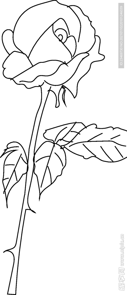 玫瑰