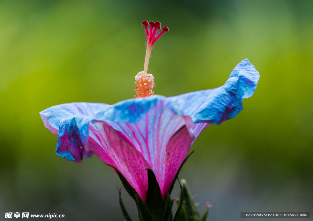 芙蓉