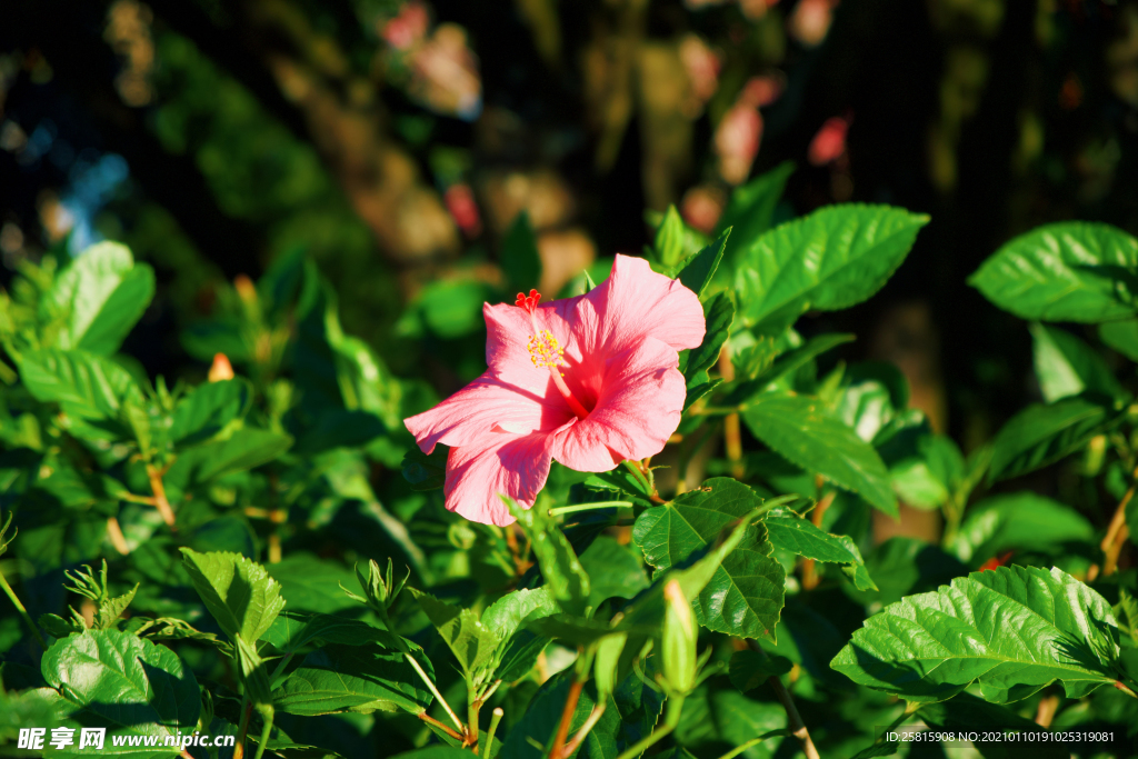 芙蓉