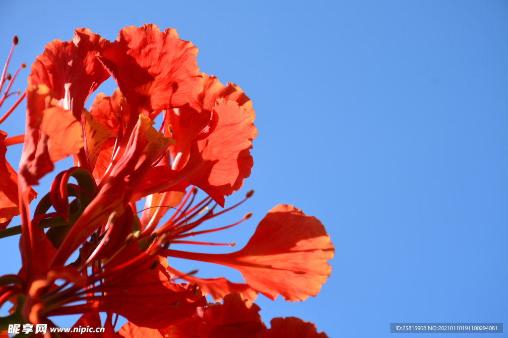 芙蓉