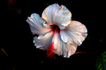 芙蓉