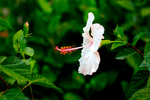 芙蓉