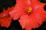 芙蓉