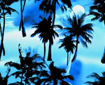 椰树 热带 大牌