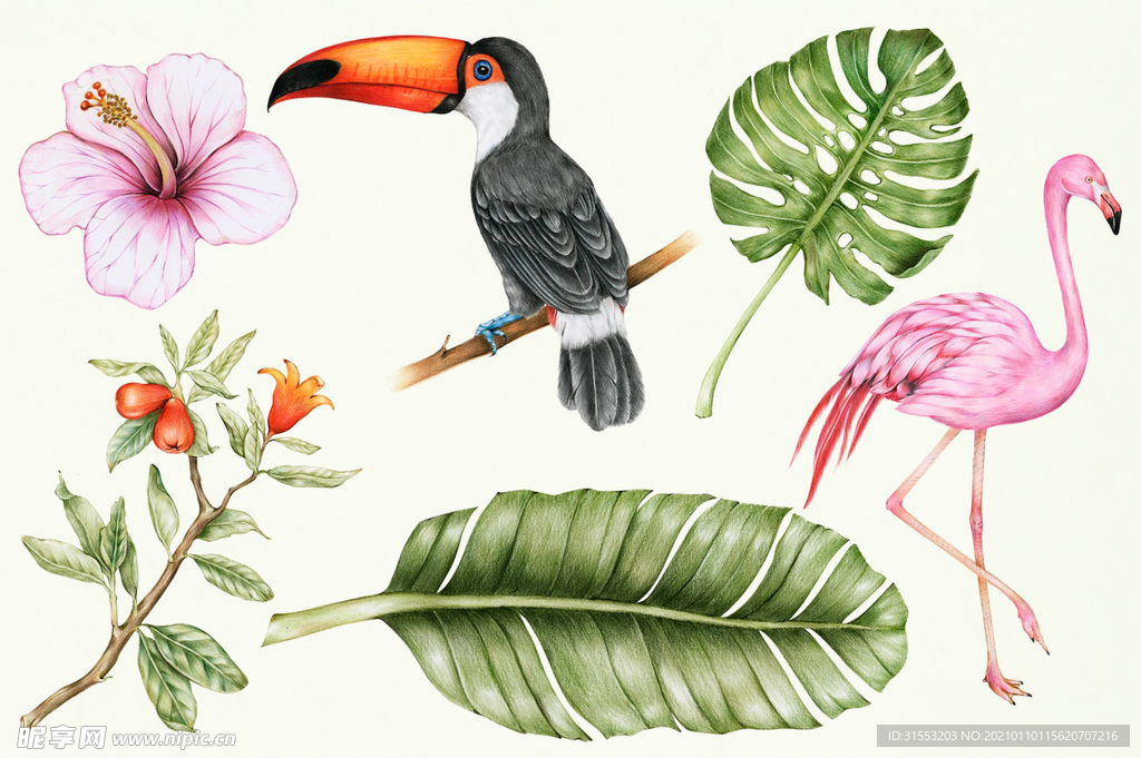 热带动物 植物