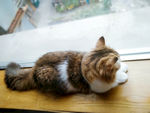 猫