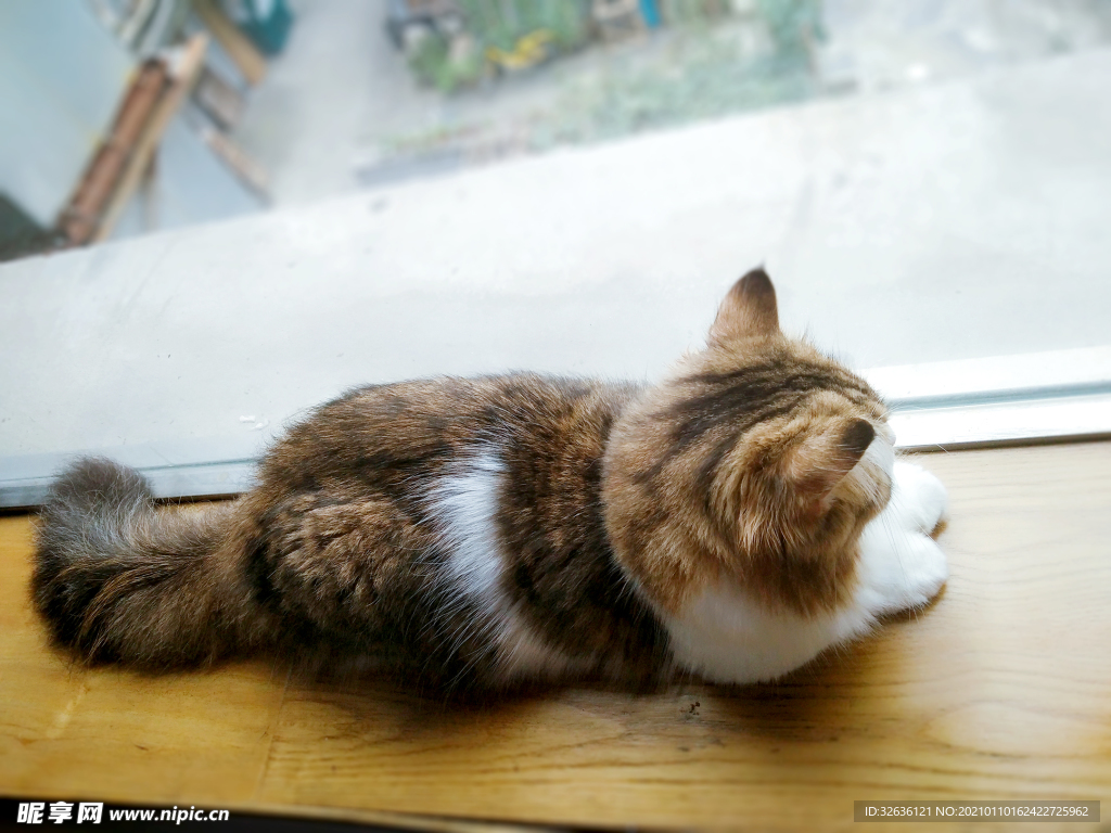 猫
