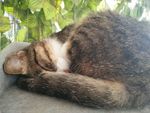 猫咪