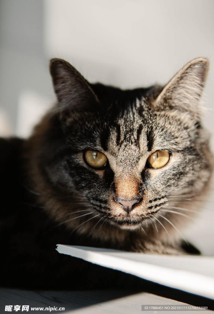 猫
