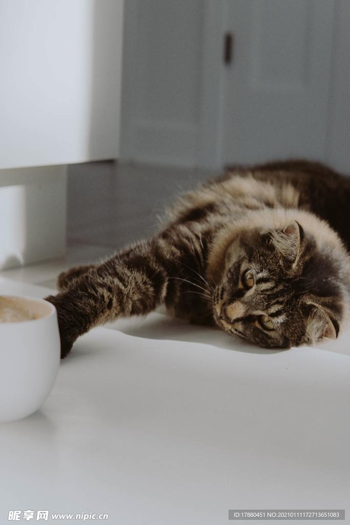 猫