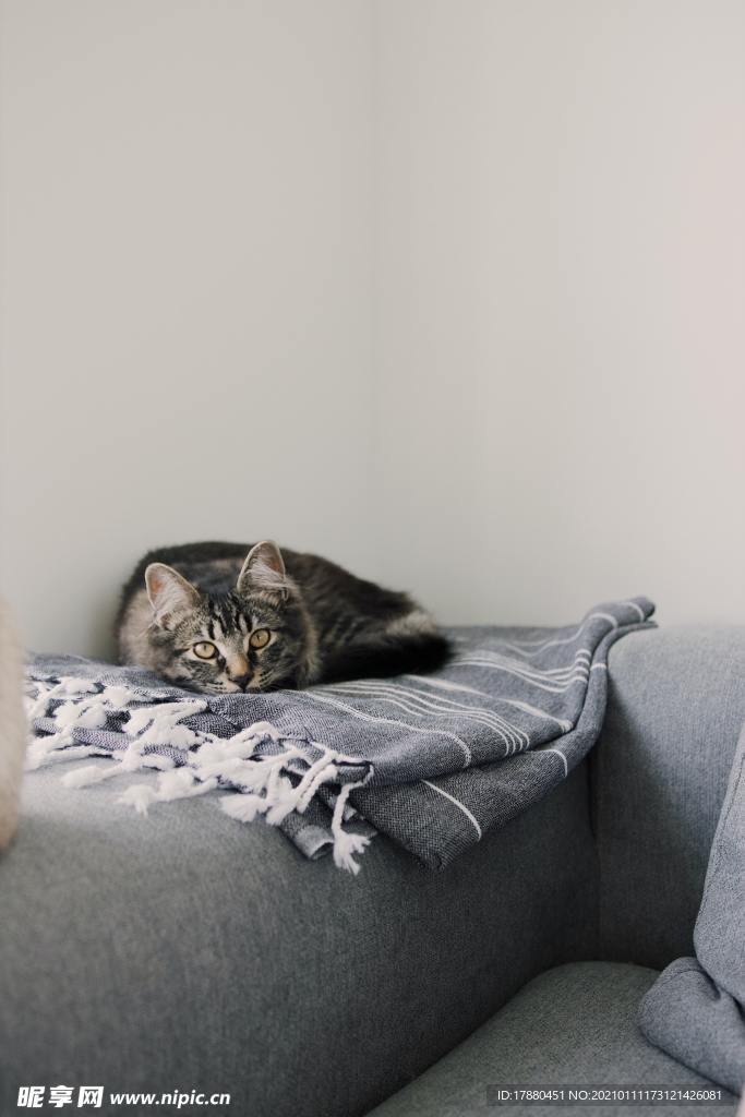 猫
