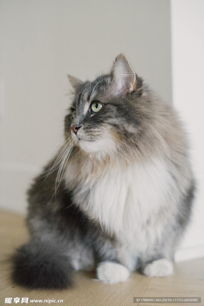 猫