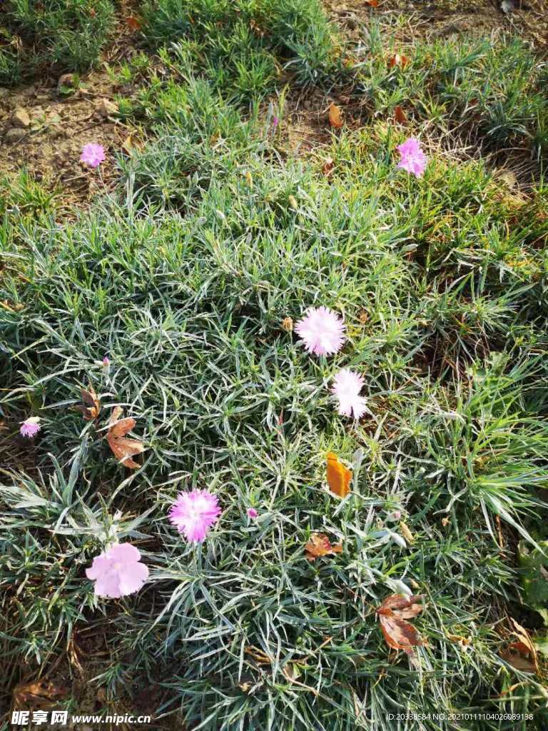 小花