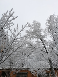雪景