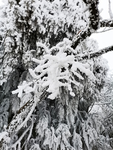 雪景