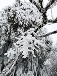 雪景