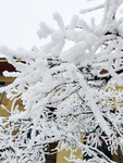 雪景
