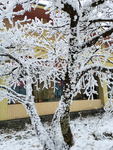 雪景