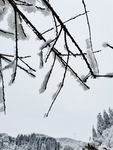 雪景