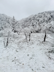 雪景