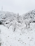 雪景