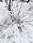 雪景
