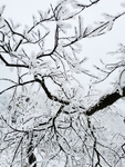 雪景