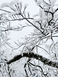 雪景